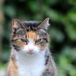 Aging Cats’ Nutritional Needs Change After Age 11