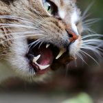Dental Care for Cats