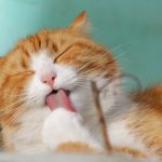 Help Keep The Pet Population Under Control, And Your Cat