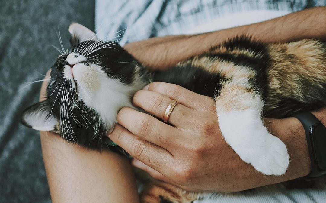 Caring For Cats
