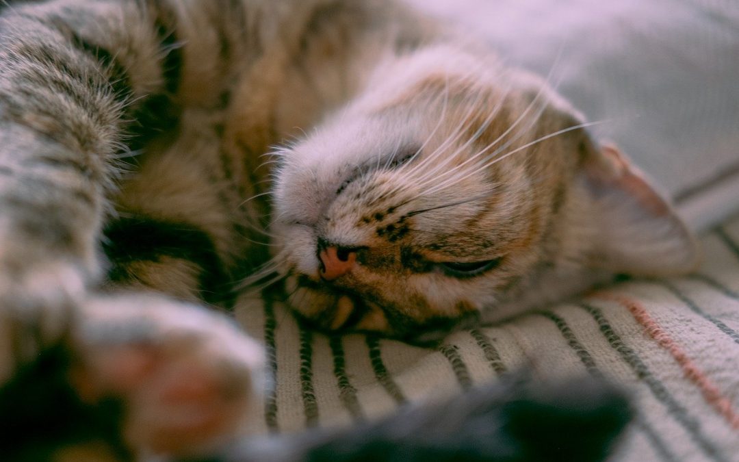 Cats Are Very Lovable Creatures