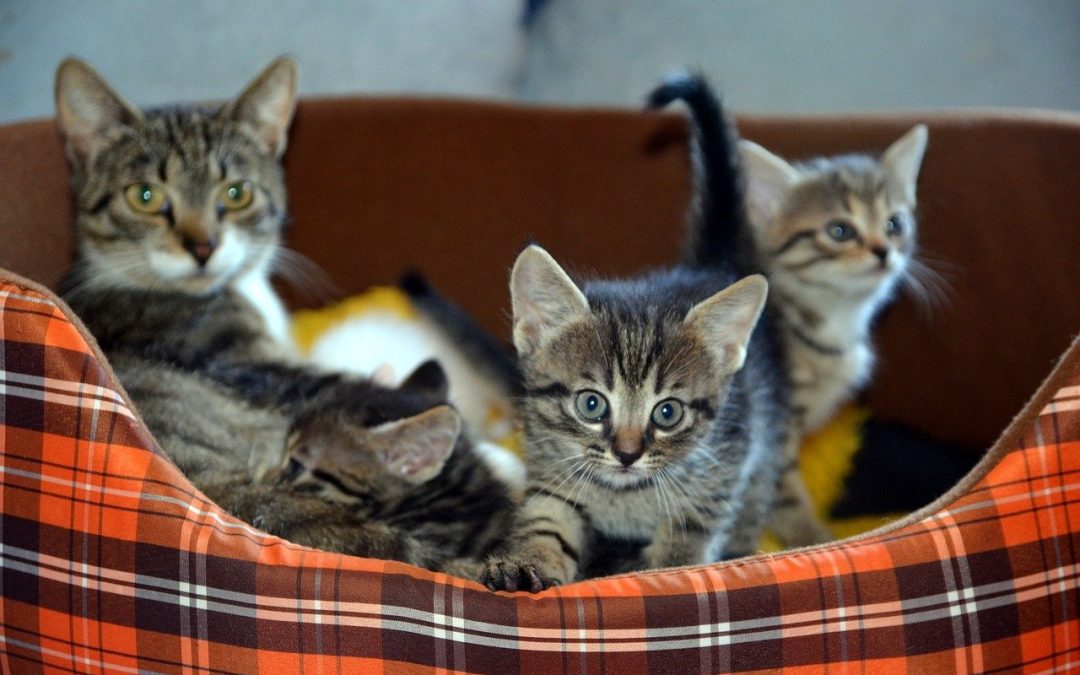 Discover The Truth About Your Cats Nine Lives