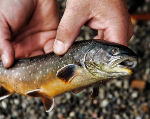 Enjoy Your Alaska Fishing Experience