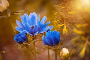 Gardening Flowers