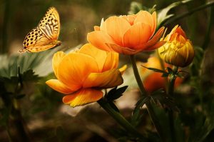 Gardening With Spring Trees And Shrubs