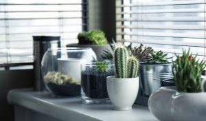 Gardening Is Not An Easy Task But Home Gardening Tips