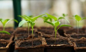 Gardening Facts